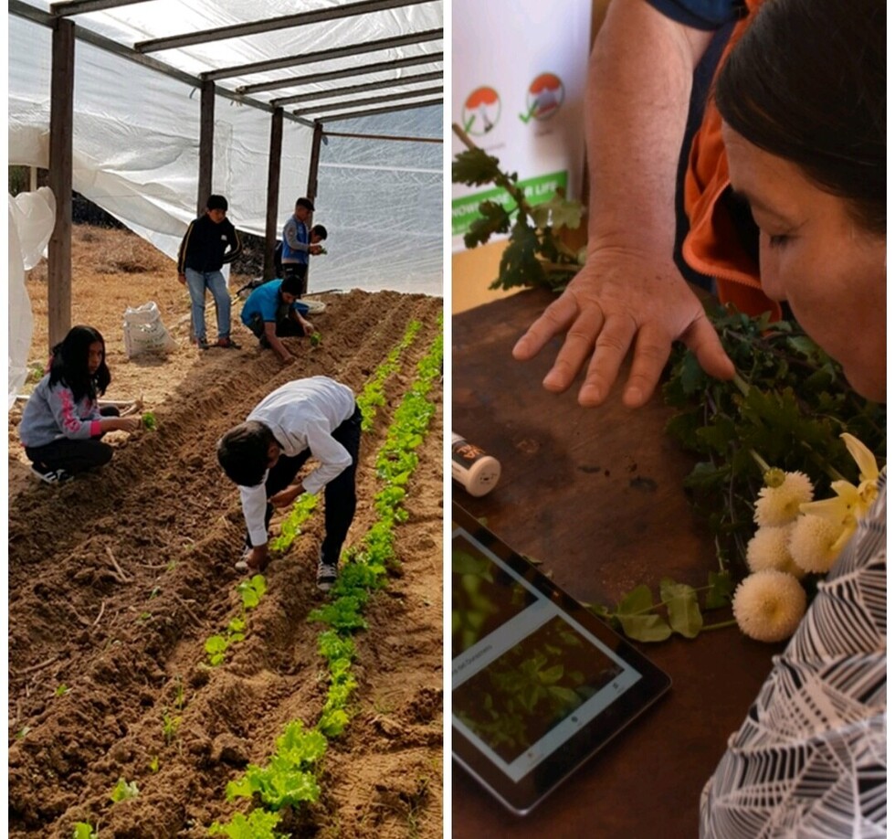 Invernadero y 5 clínicas de plantas serán inauguradas en beneficio del sector rural