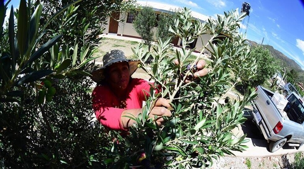 Cultivo del olivo, la respuesta para las áreas erosionadas