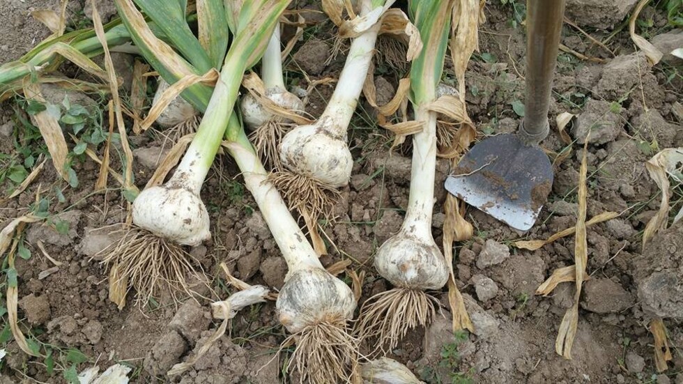 Por la planta de cítricos, en Bermejo alistan otro paro