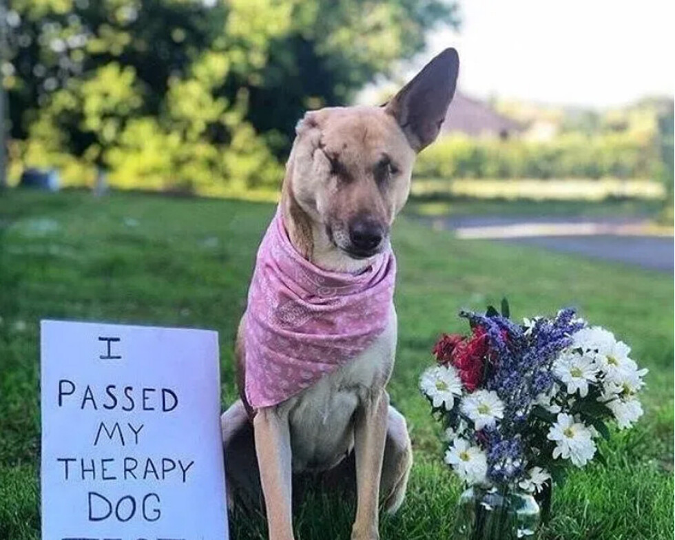 Una perrita recibió 17 tiros y sobrevivió
