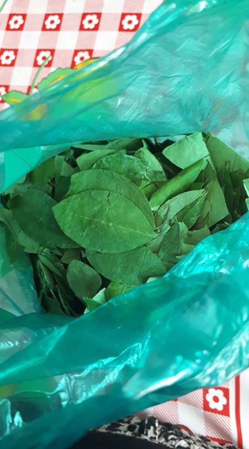 Arenavirus, controlarán la venta de hoja de coca en Tarija