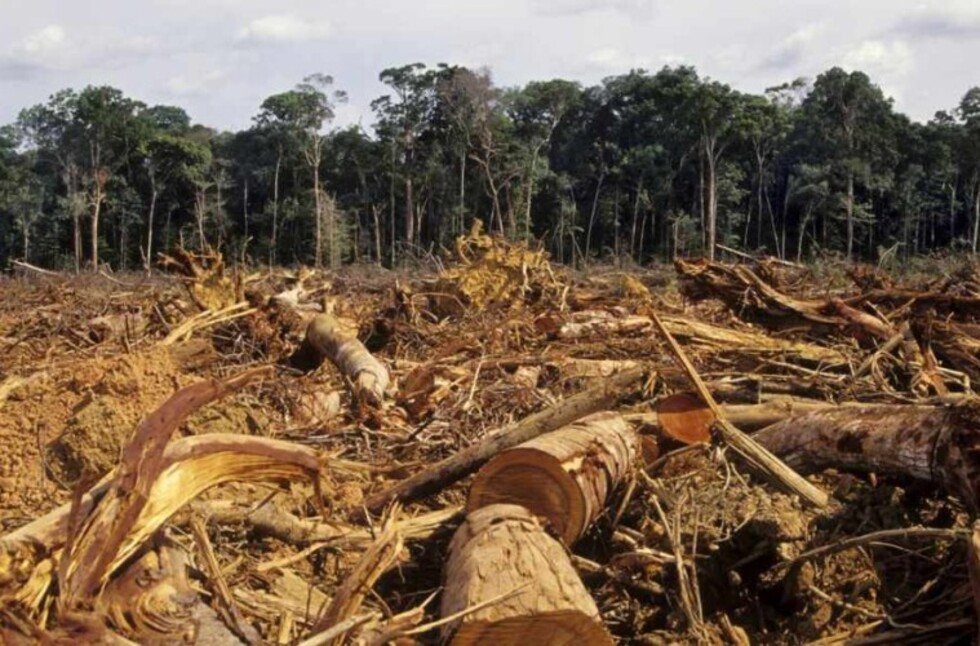 Bolivia apuesta por la deforestación y desplaza a la agroforestería