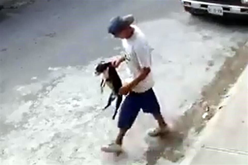 Entraron a una casa y se robaron hasta el perro