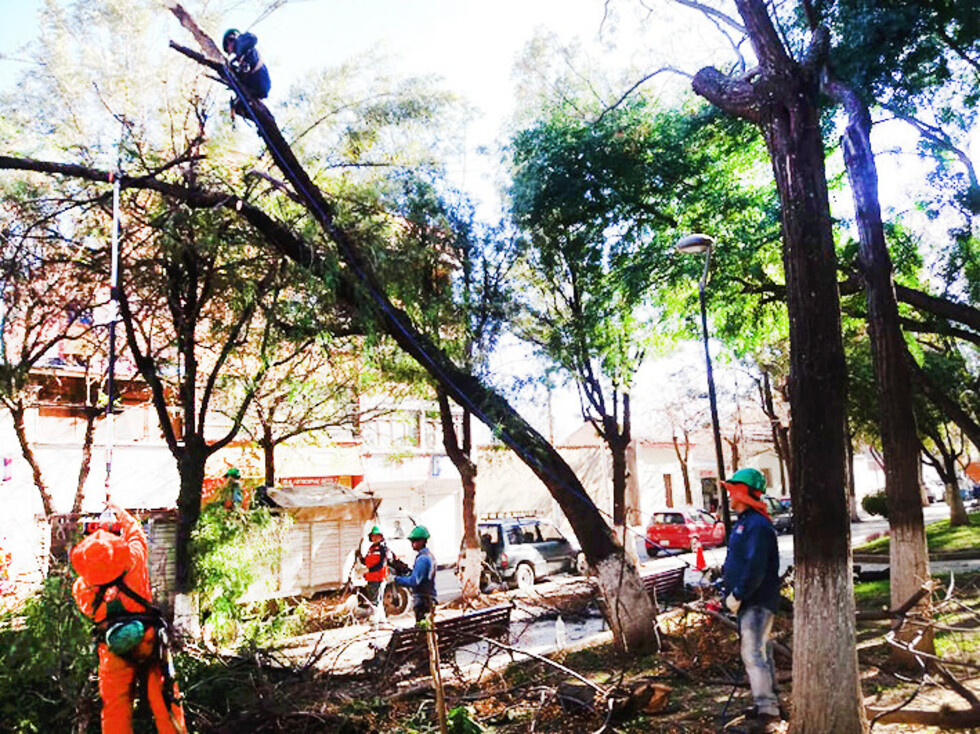 Alcaldía prevé retirar 10 árboles del parque Bolívar en Tarija