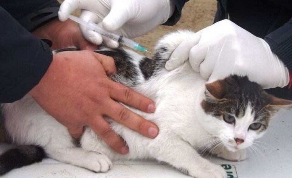 En Tarija prevén colocar unas 180.000 vacunas en perros y gatos