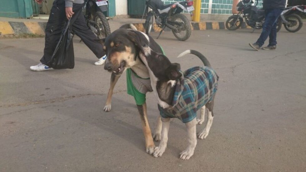 En Tarija, “humanizar” al perro le causa ansiedad y al criador soledad