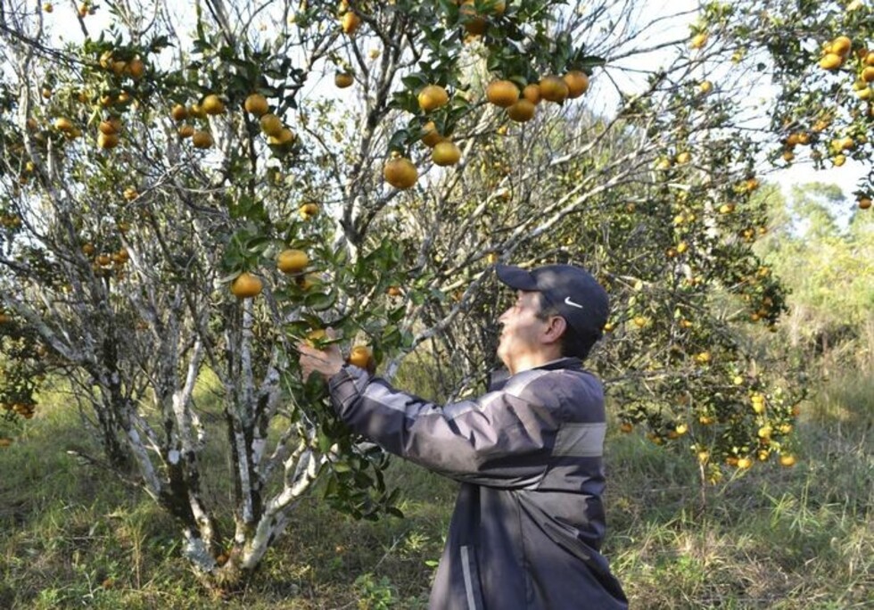Caraparí  concluye  proyecto  de cítricos