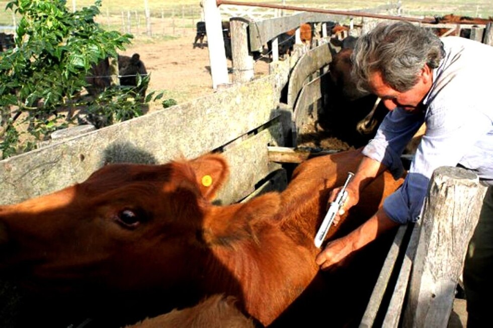 En 10 días concluye la  vacunación  contra la aftosa en Villa Montes-Tarija