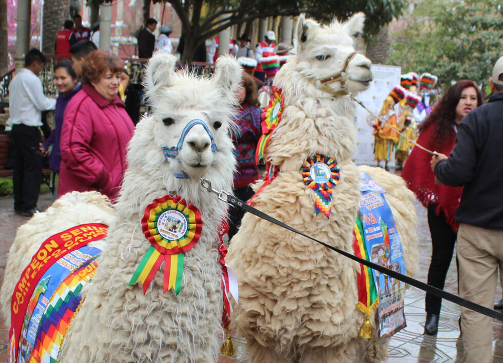 Feria de Camélidos reunirá a 6 regiones en Tarija
