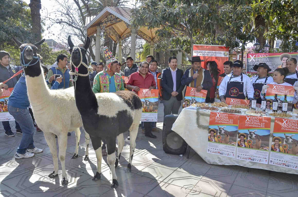 Feria de Camélidos reúne a más de 200 expositores en Tarija