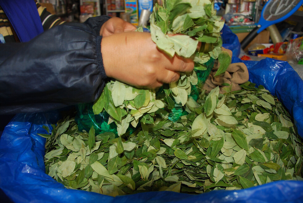 Tarija mueve más de Bs 30,6 MM al mes por la venta de hoja de coca
