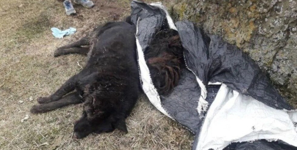 Hallan más de 60 perros muertos en Argentina