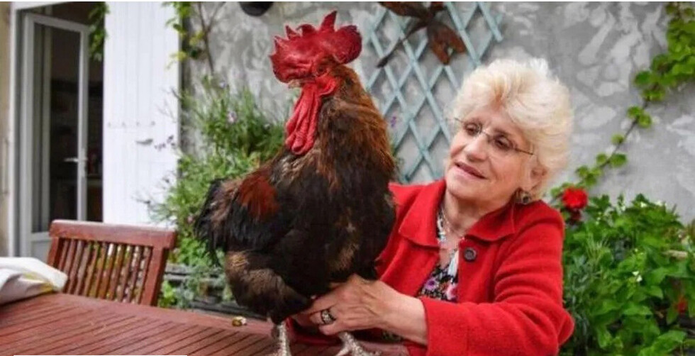 Gallo gana juicio y podrá seguir cantando