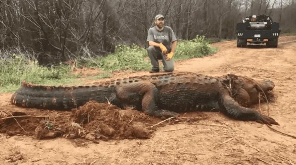 Atrapan al cocodrilo más grande del mundo