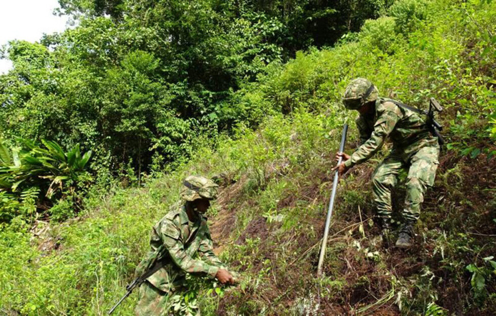 En Colombia, se complica la erradicación de la coca