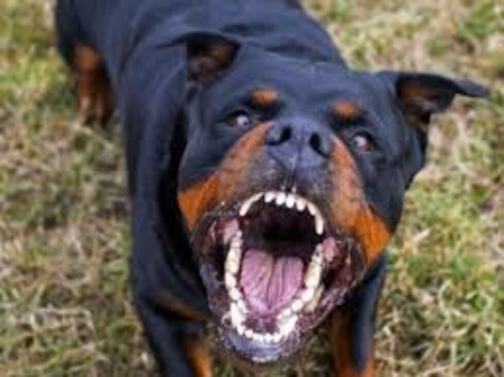 Un rottweiler atacó a niño hasta sacarle los intestinos
