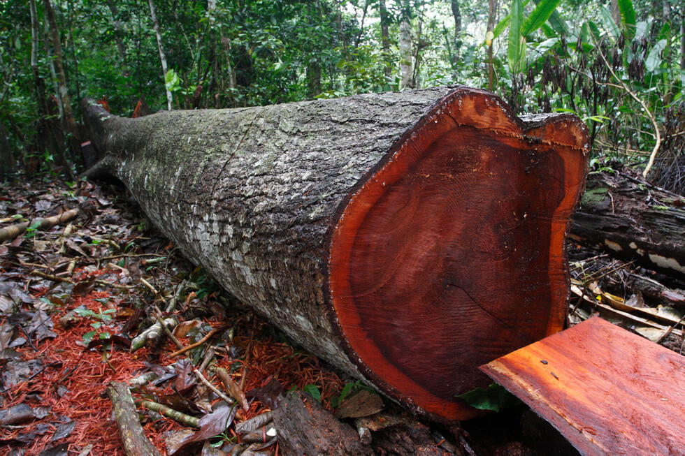 Tala de árboles afecta bosques en frontera Tarija-Chuquisaca