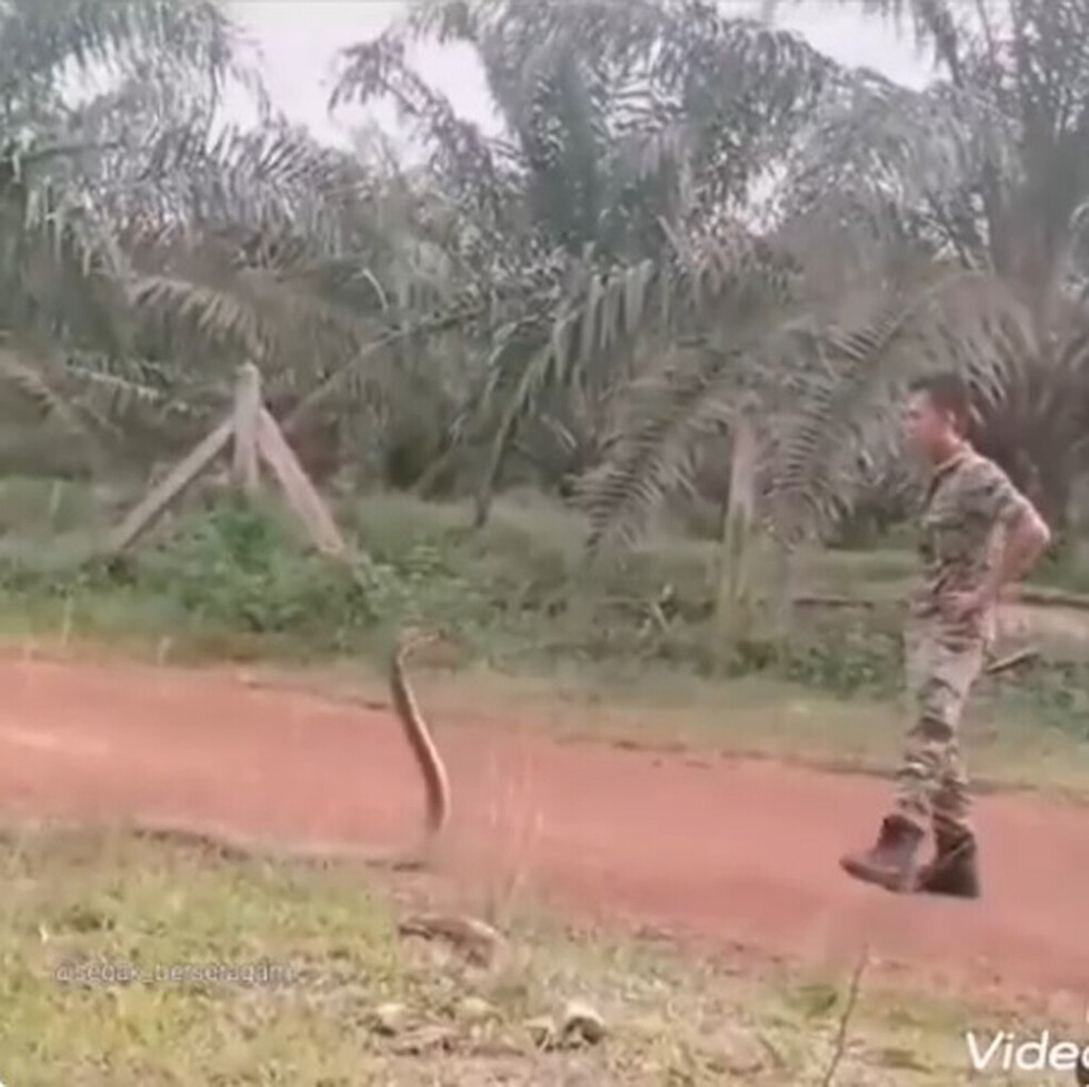 Se enfrentó a la serpiente más venenosa