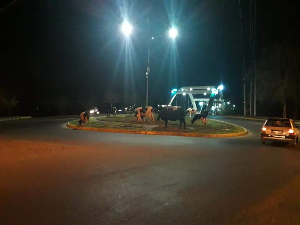 Alcaldía retiene vacas sueltas en las jardineras de la ciudad de Tarija