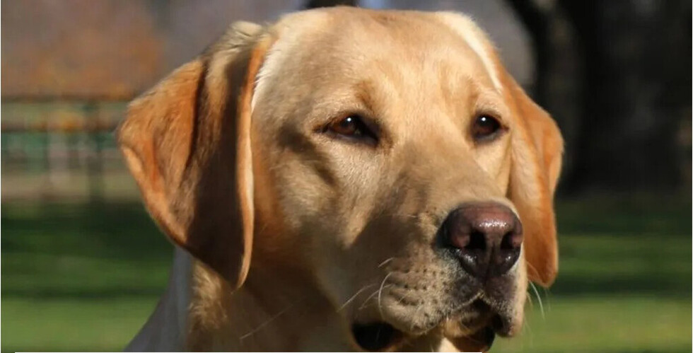 Perro le disparó a una mujer en un auto