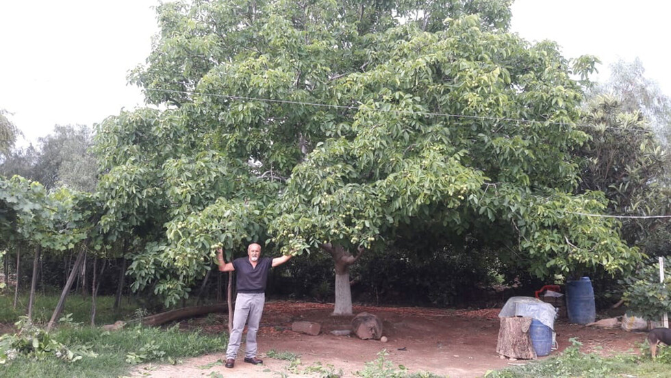 Promueven el cultivo de nogal en el valle central