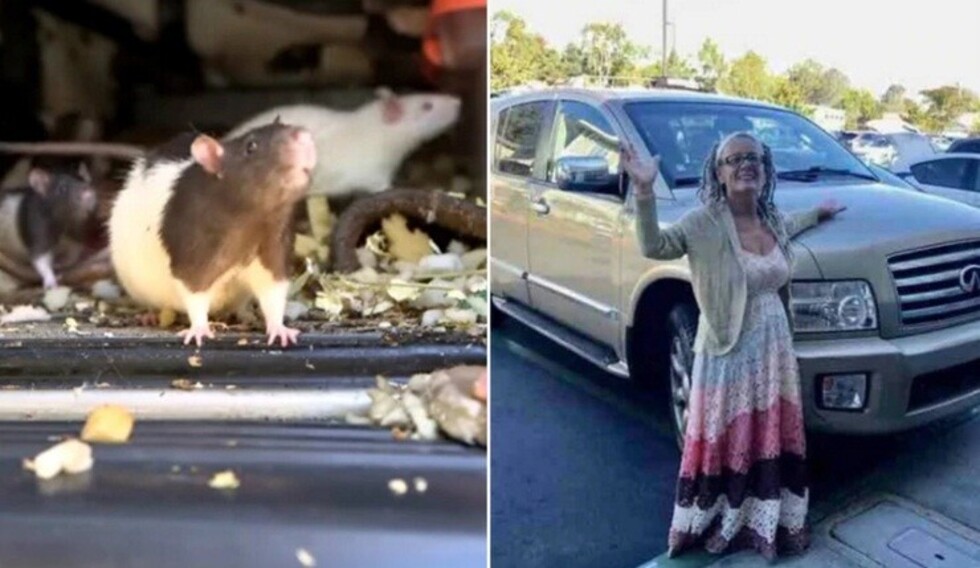 Mujer vivía con 300 ratas en su camioneta