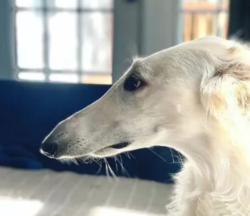 Furor por el perro con el hocico más largo