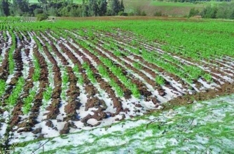 Agropecuarios de Tarija se alistan para reprogramar sus créditos