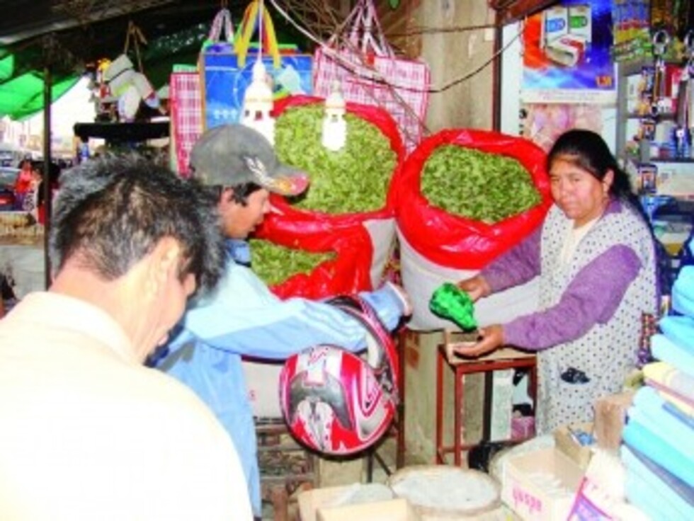 Tras un largo periplo, vuelve la coca a Tarija