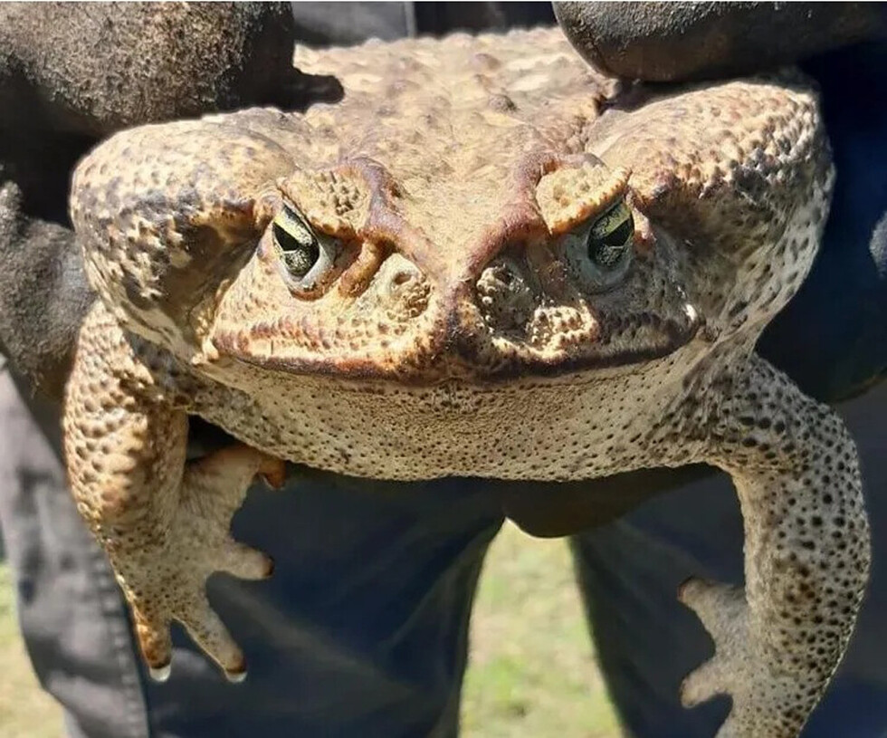 Sapo gigante sembró terror en Santa Fe