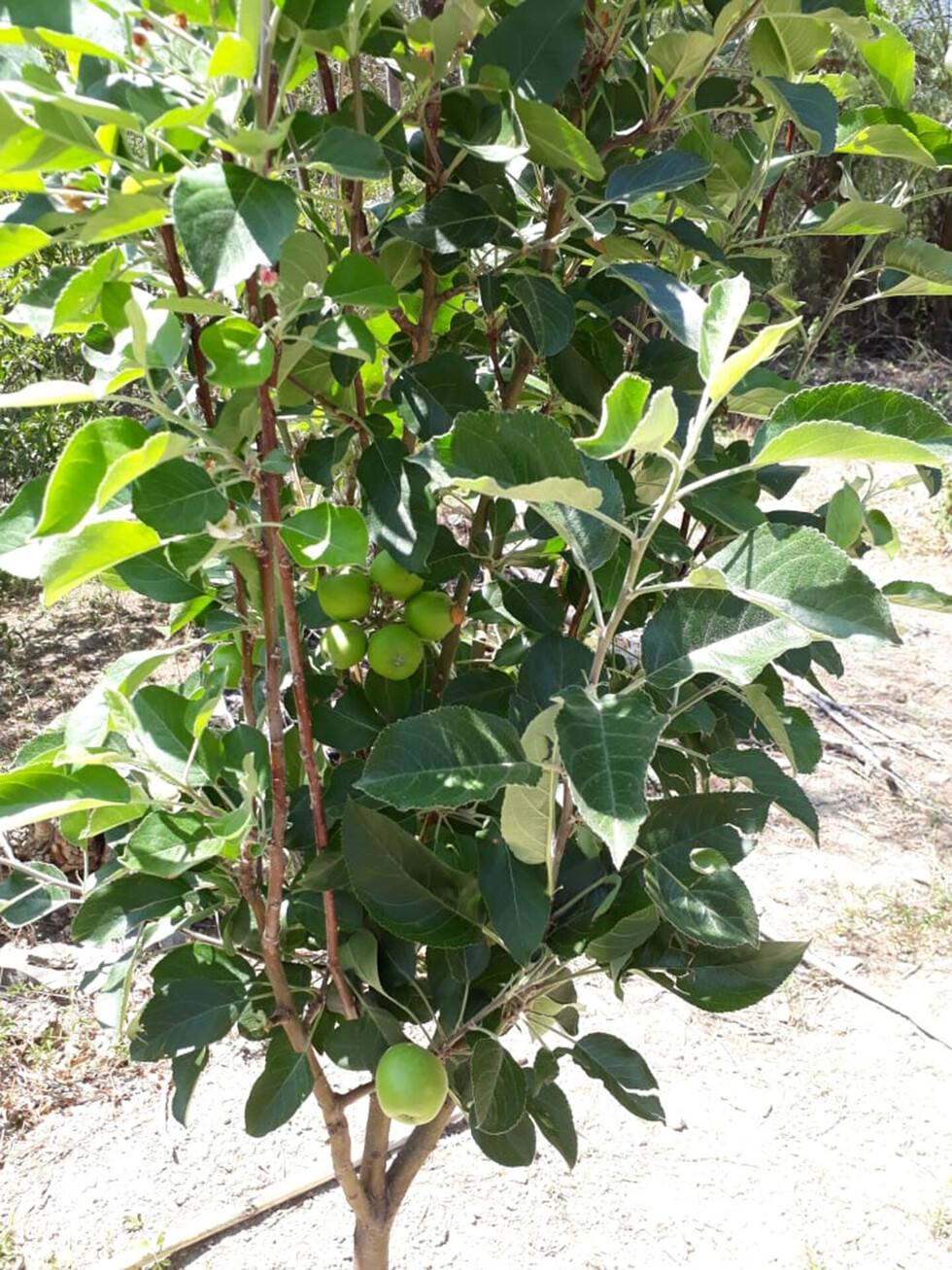 Tomayapo opta  por cultivos de nuez y vid por el cambio climático