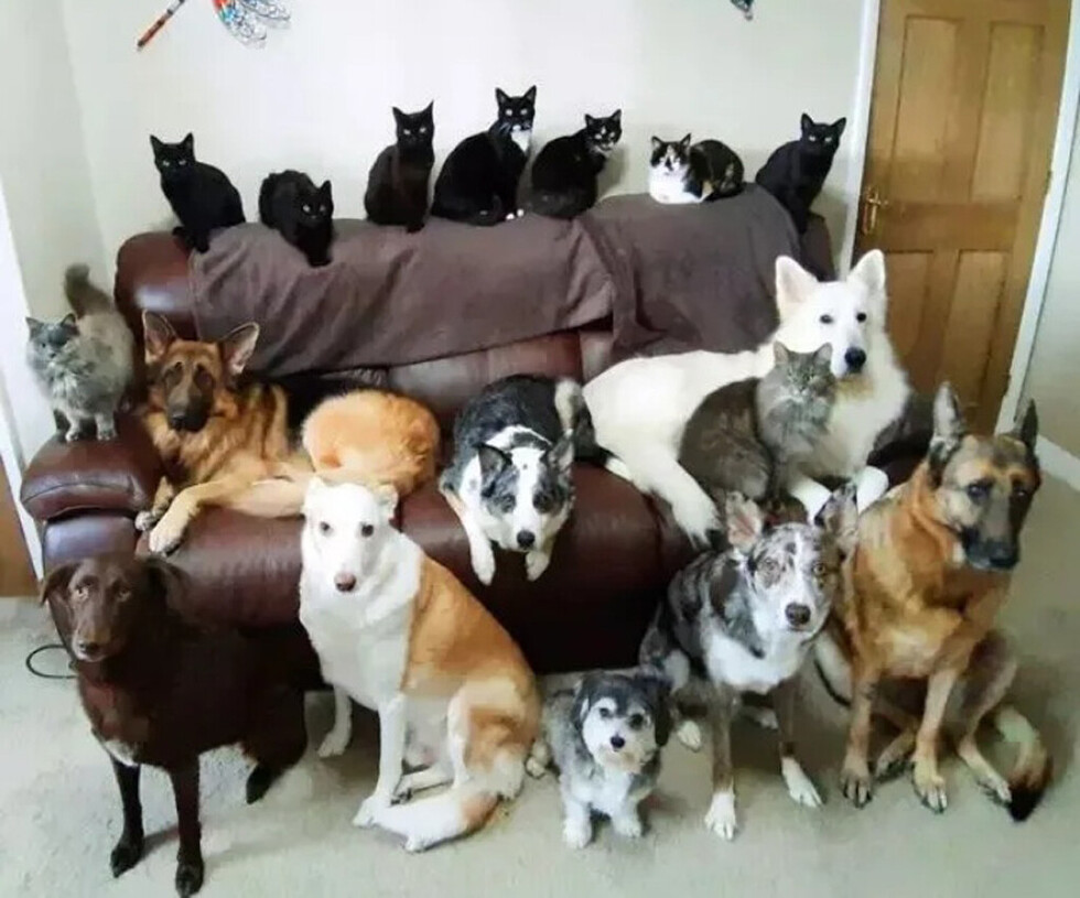 Sus 17 mascotas vieron a la cámara