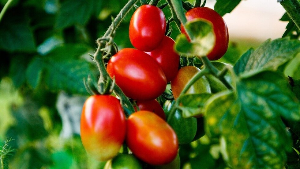 Descubren que las plantas también pueden "gritar" cuando están 'estresadas'