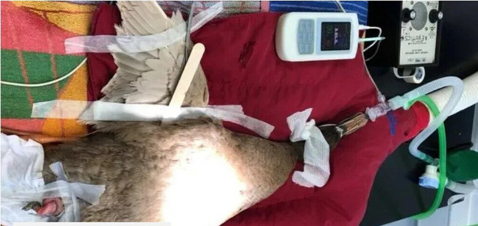 Cortan el pene a pato adicto al sexo