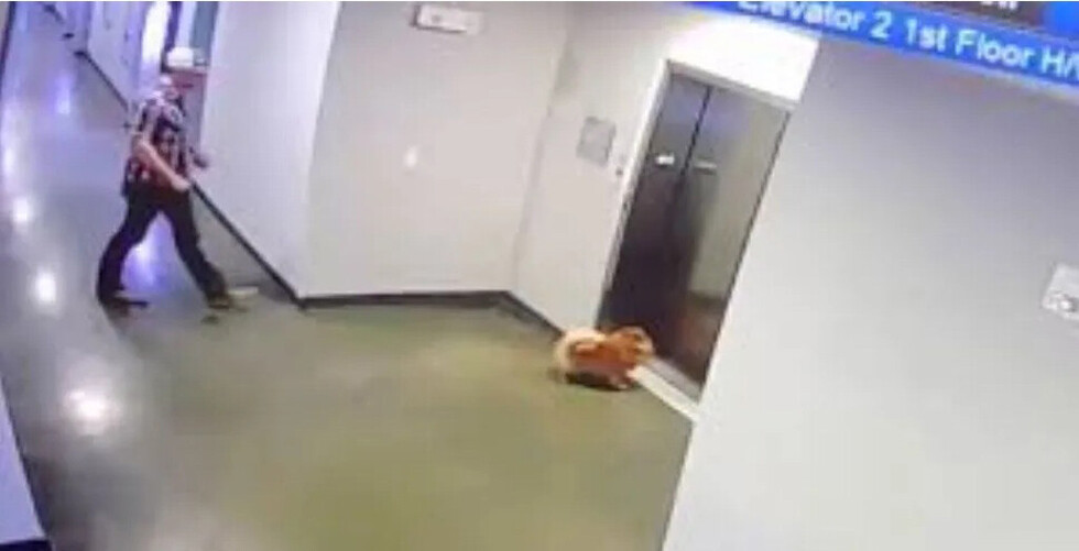 Salvó a perrito de morir ahorcado por correa
