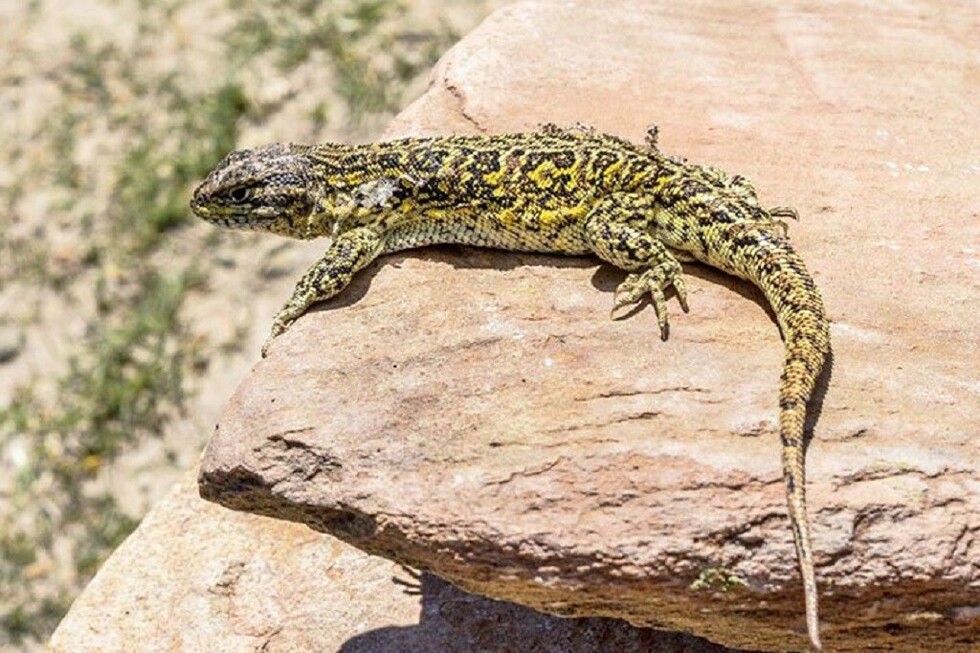 Liolaemus Tajzara, la lagartija hallada en Tarija es nueva para la ciencia
