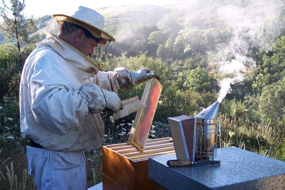 Crecimiento urbano y pesticidas, los enemigos de las abejas en Tarija