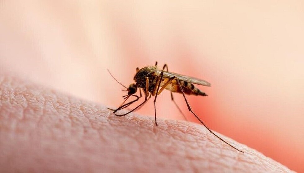 Los mosquitos prefieren picar a las personas que toman cerveza