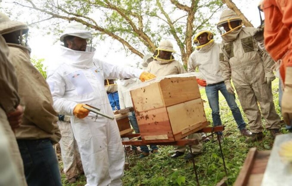 El Chaco busca reforzar la producción de miel