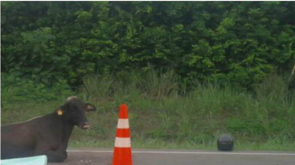 Motociclista quedó en coma tras chocar a vaca