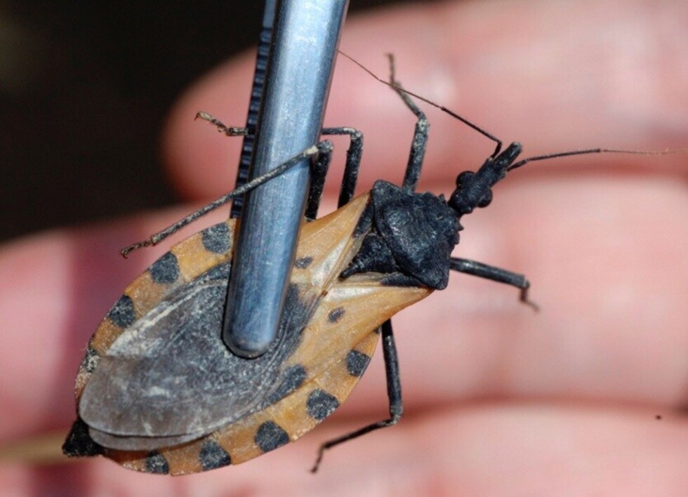 Afectación digestiva, la cara oculta del Chagas en Tarija