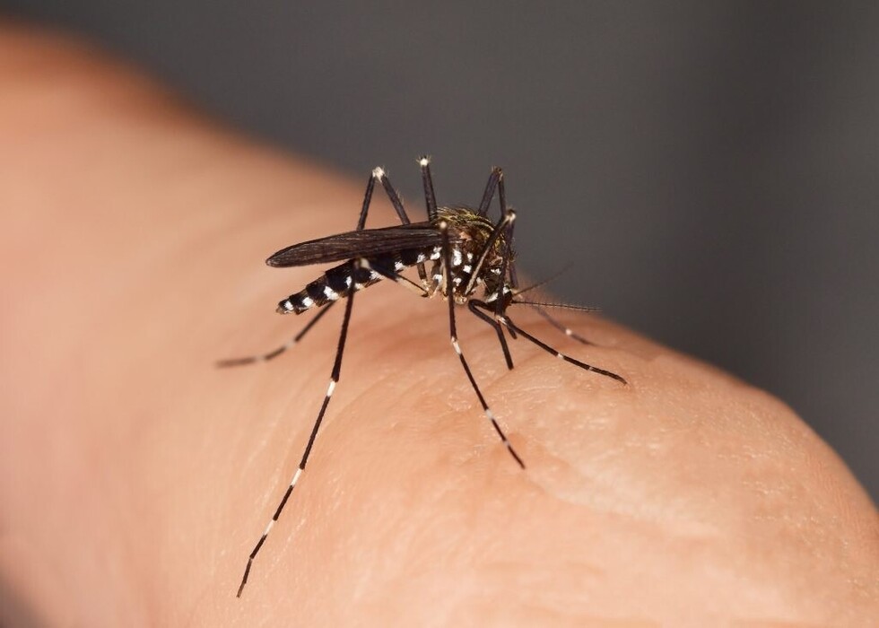 Dengue, hantavirus y paperas las patologías más comunes el 2019