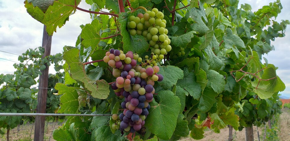 Viticultores prevén cosechar 80 toneladas de uva tempranera