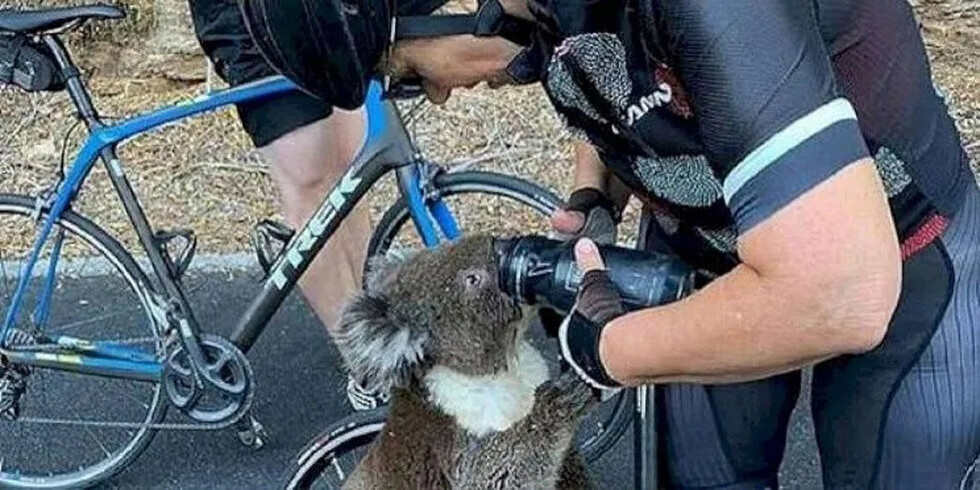 Koala sediento le implora agua a ciclista