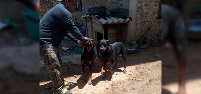 Una niña fue atacada por 2 Rottweilers en Cochabamba