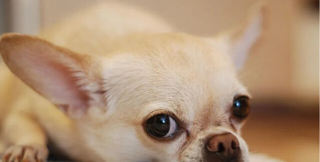 Ofreció a su perrita a cambio de sexo