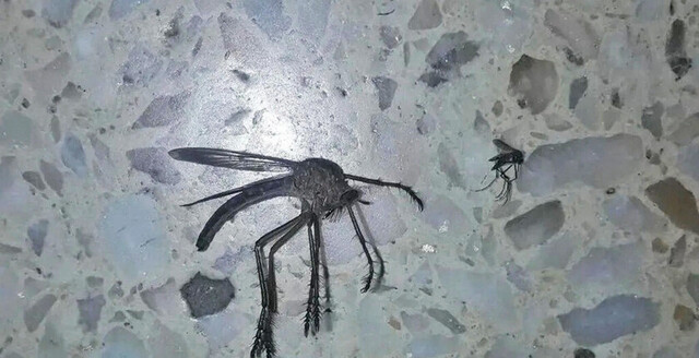 Conmoción por un mosquito “mutante”