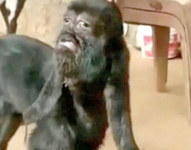 Nació una cabra con rostro humano