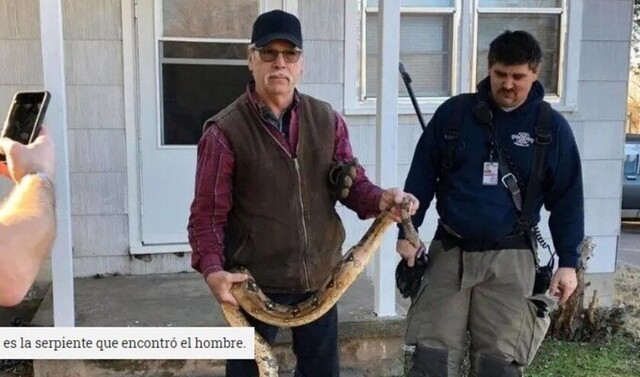 Encontró una serpiente en el sillón