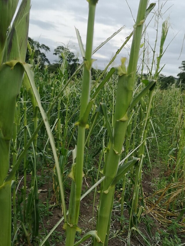 Plaga de langostas amenazan tres productos agrícolas del Chaco (Imágenes)